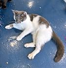 Photo of Apache