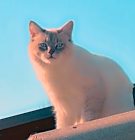 Photo of Tuffy