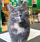 Photo of DeeDee