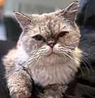 Photo of Gandolf - Senior Persian at Germantown Petco