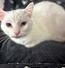 Photo of Marshmallow 