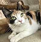 Photo of Marengo