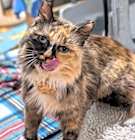 Photo of Lady