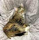 Photo of Alani