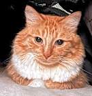 Photo of Sunkist