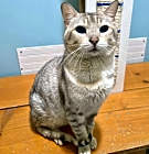 Photo of Fiesta