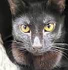 Photo of Raven