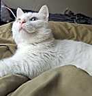 Photo of Archer