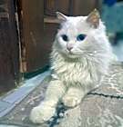 Photo of Bahr (Persian, blue eyes, deaf