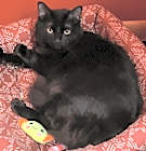 Photo of Binx