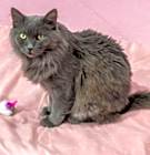 Photo of Celie - KBC