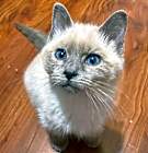 Photo of Luna