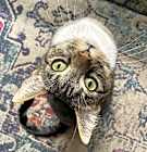 Photo of Misa
