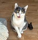 Photo of Elsie loves cats