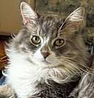 Photo of Milo