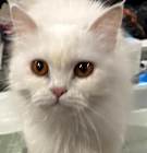 Photo of Hamees (Persian)