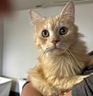 Photo of Cassidy (Persian)