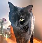 Photo of Marbles