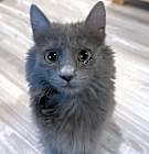 Photo of Jessy (part Persian)