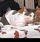 Photo of Lufy and Ace