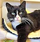 Photo of Mittens