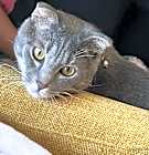 Photo of Gomez