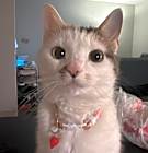 Photo of Miso