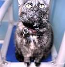 Photo of Marigold