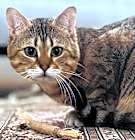 Photo of Juju