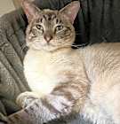 Photo of Oggie