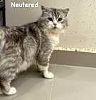 Photo of Blue (Persian)