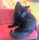 Photo of Onyx