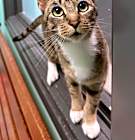 Photo of Socks