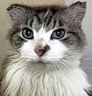 Photo of Czar