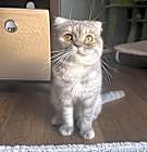 Photo of Lulu