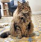 Photo of Fluffy