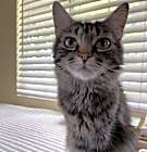 Photo of Chela/Gris