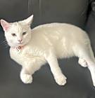 Photo of Lily