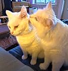 Photo of Shadow and Appa