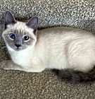 Photo of Luna