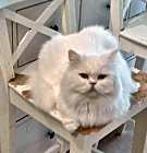 Photo of Loca