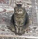 Photo of Vincent