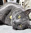 Photo of Grayson