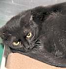 Photo of Morticia (Spayed)