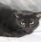 Photo of Morticia (Spayed) Pics 6/6/23