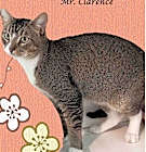 Photo of MR. CLARENCE