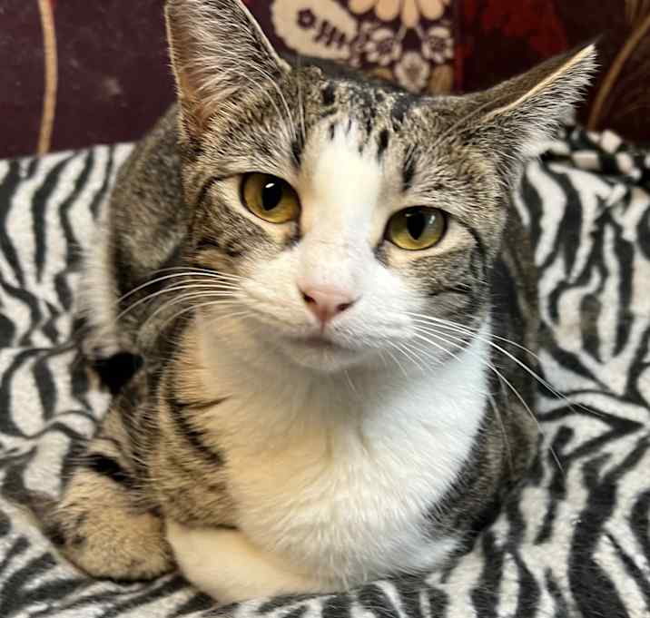 Photo of Tulip