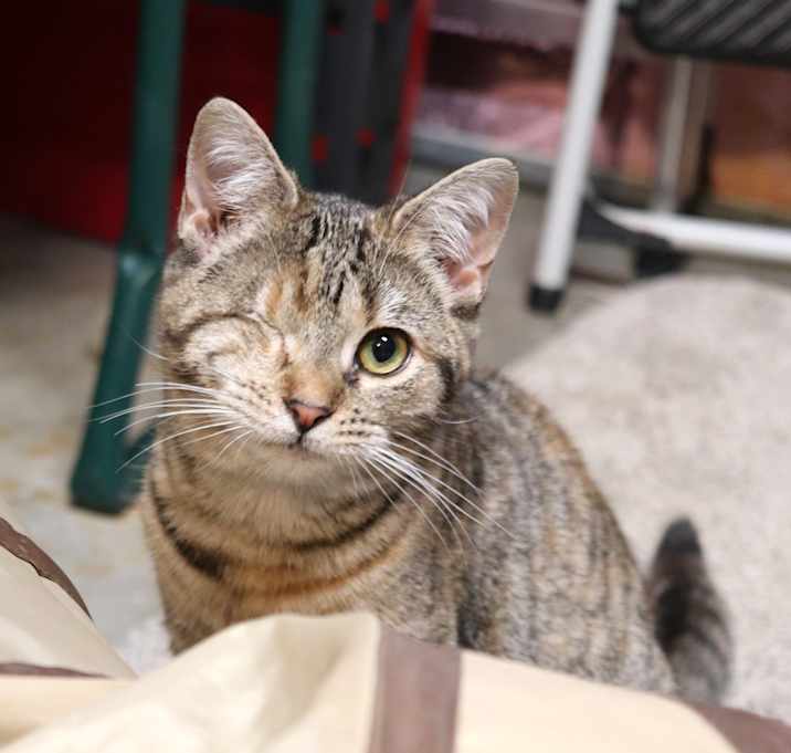 Photo of Moxi