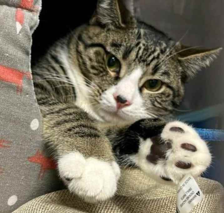 Photo of Peanut
