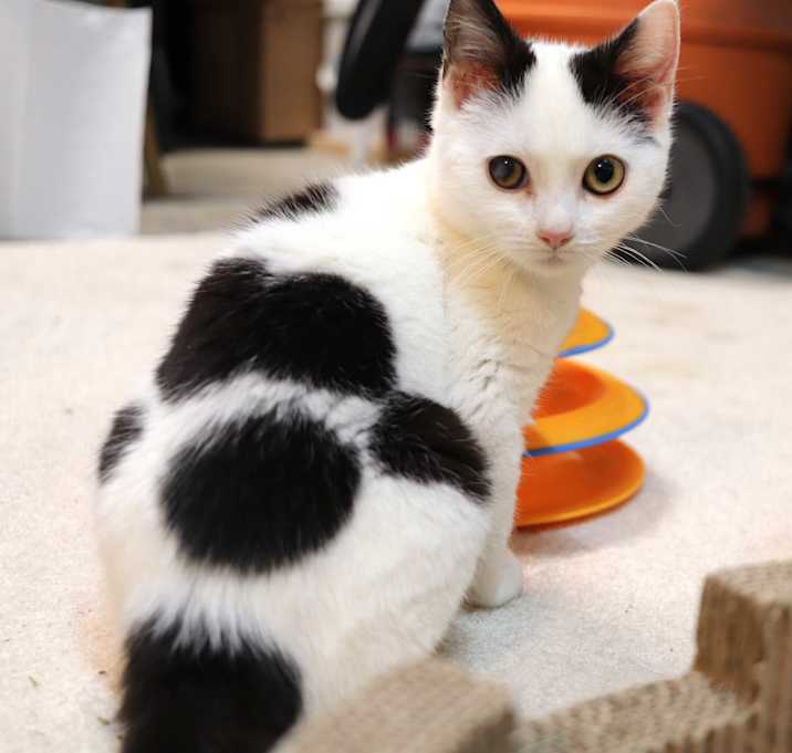 Photo of Pongo